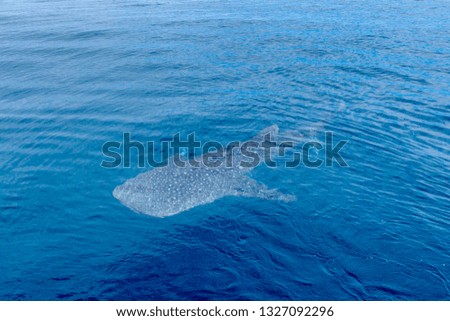 a small baby Whale Shark, shot from a boat, Nigaloo Reef Western Australia