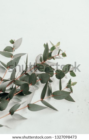 Eucalyptus branches on a white background with copy space. 