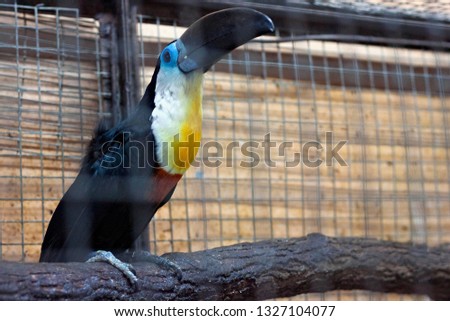 The channel-billed toucan (Ramphastos vitellinus) in the aviary.