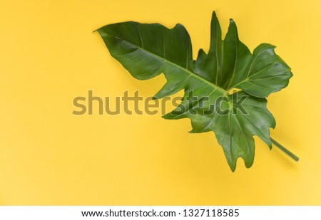 Green leaves tropical plant jungle with Philodendron leaf on yellow background 