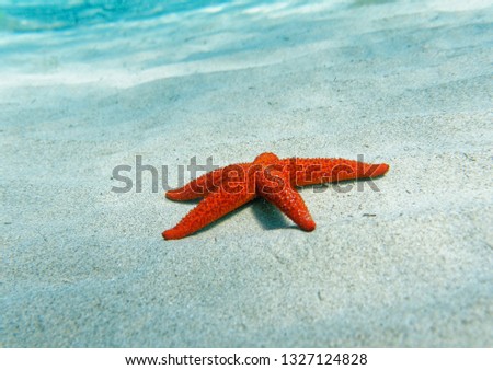 red sea star close up on sandy seabed, underwater scene