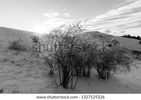 Subasio mountain (Umbria, Italy) in winter, covered by snow, with plants and sun