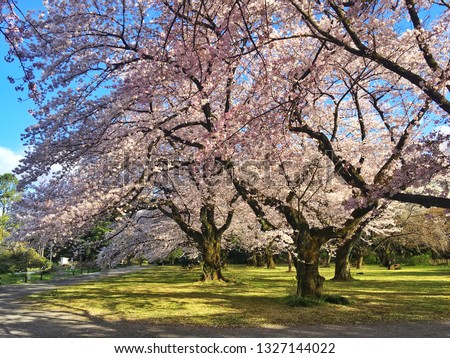 Beautiful Sakura Trees at Koishikawa Botanical Garden, Tokyo
