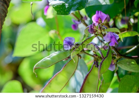 Lablab purpureus (Hyacinth bean, Dolichos bean, Lablab bean, Egyptian kidney bean, Australian pea) ; Fresh flat pods clinging on stalk, together with crimson & white flowers.