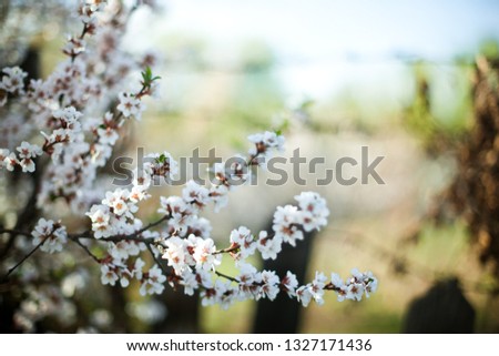 Branches of a white blooming plum tree, white flowers and buds in spring on light green yellow tilt shift blurred garden background