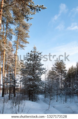 Wild nature of midle Russia. Lot of snow, sun and winter