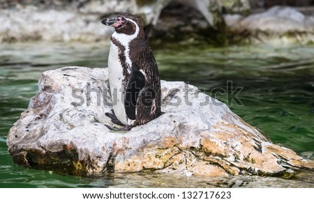 penguin sitting on a stone in the water