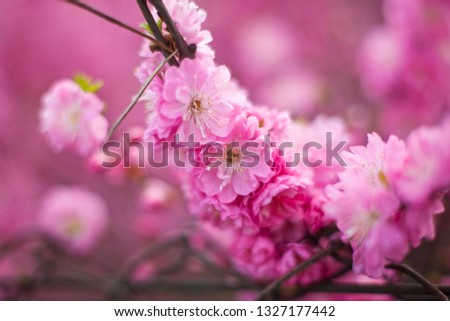 Close up macro photo of a beautiful pink blooming sakura tree, flowers and buds on blurred spring garden background