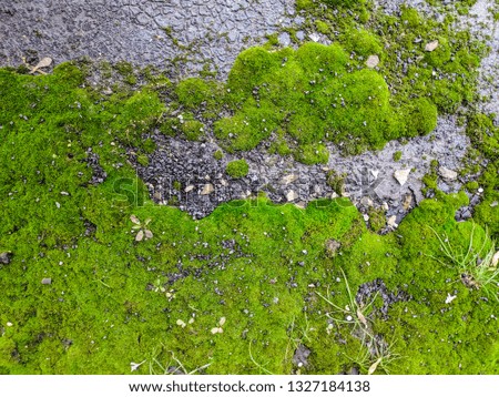 green moss texture, green background,