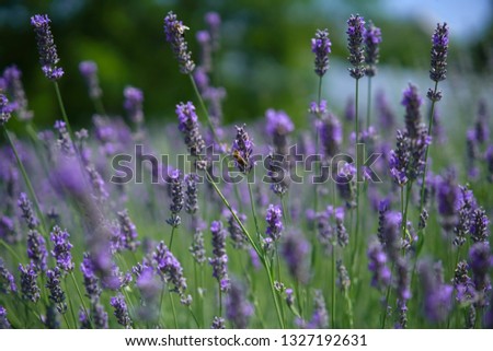 The bee collects honey among the beautiful flowers of lavender in spring.          