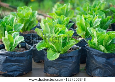 Growing vegetables in waste materials in the garden.