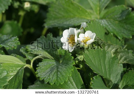 white flowers of strawberries in the morning dew