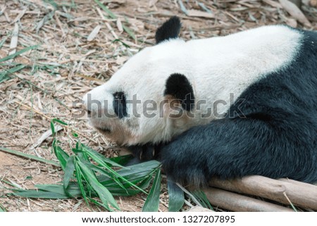 A sleeping panda bear in a Zoo in Singapore. Panda Bear sleeping on grass