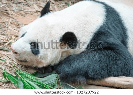 A sleeping panda bear in a Zoo in Singapore. Panda Bear sleeping on grass