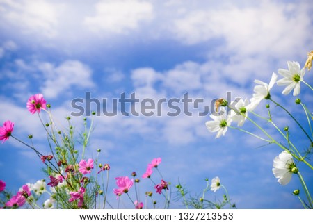 Pink cosmos flowers with in natural Cosmos field. Freshness and background concept.