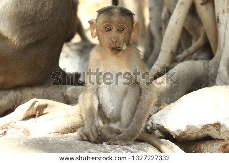 Indian baby monkeys searching and eating food and staring. 