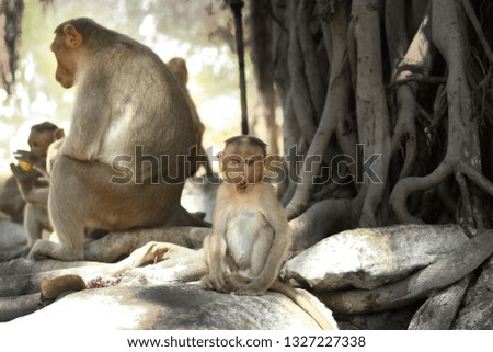 Indian baby monkeys searching and eating food and staring. 