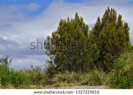 Two big trees in the bush with cloud and sky in background