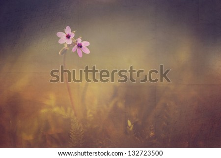 Vintage flower photo of wild flower. Atique style photo on old paper.
