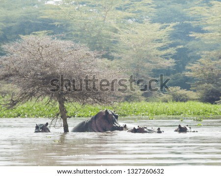 Hippos are swimming in water. Lake Naivasha. Wild Nature. Kenya. Africa