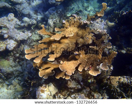 Caribbean sea: corals in Varadero