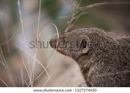 Close-up of a wild mongoose with depth of field background