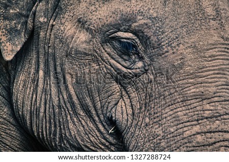 close-up picture of an elephant's head with a closed eye and wrinkled skin using an art filter.