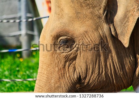 close-up picture of an elephant's head with a closed eye and wrinkled skin on a blurred background at the zoo.