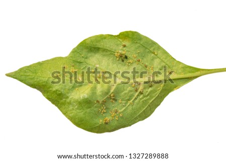 Aphids on chili leaves on a white background.