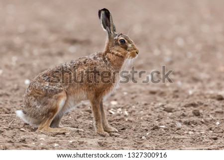 Amazing wild european hare close up sat in a arable field. Beautiful side view showing a large body, ears, and legs with a white fluffy tail.