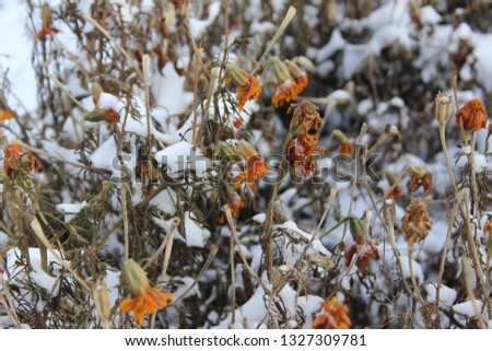 Marigold flowers covered with first snow. Cold weather. Winter is coming. Snowfall in the garden.