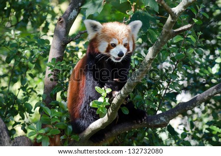 Curious cute red panda (Ailurus fulgens) climbing on a tree. No people. Copy space