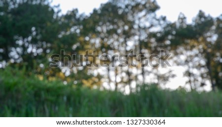 Warm golden blurred nature background. Deep forest in sunny day.