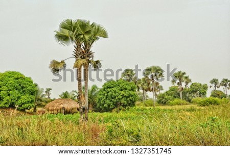 Amazing African nature. Picturesque landscape. Palm trees. Panoramic skyline.