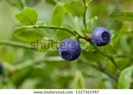 Two delicious huckleberry fruits (flora of Western Siberia).