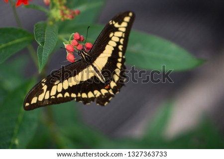 Butterfly papilio thoas
