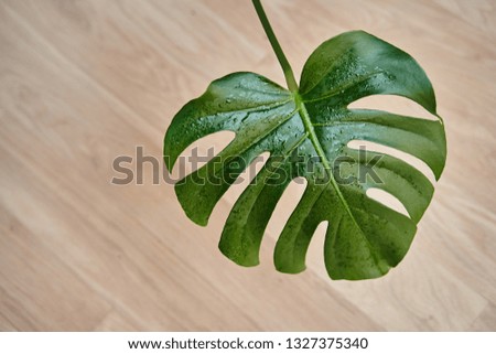 A huge beautiful sheet of indoor plant Monstera among the interior