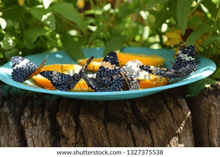 butterfly landing on the fruit