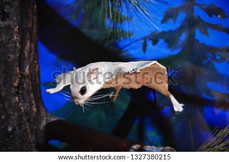 Flying squirrel sugar glider california forest nature pine trees 