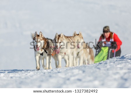Husky dog team rides uphill in a snowy winter