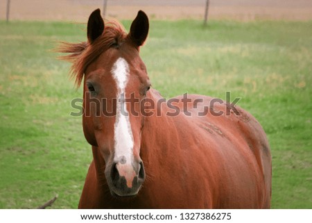 Portrait of a beautiful chestnut gelding standing out in a pasture with a soft focus background.  