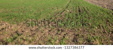 rural landscape with small cereal growing on ground at the beginning of spring