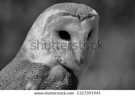 A picture of a Barn Owl in Monochrome