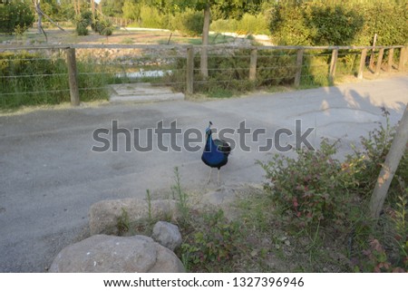 A peacock on the road 