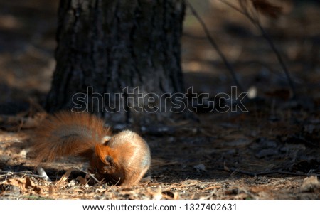 red fluffy squirrel bite fleas