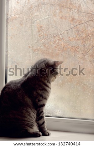 A cat sits on a windowsill in the colors on the background of the window