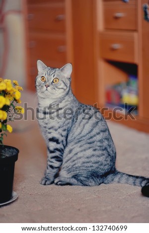 posing beautiful cat and a bunch of field of yellow flowers in a pot