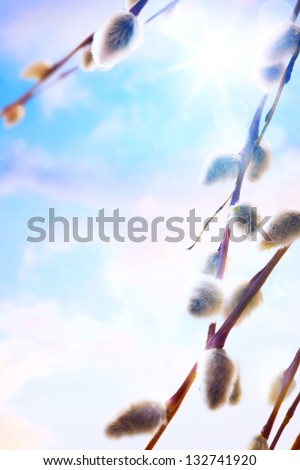 spring flowers background willow branch