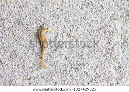 Dried seahorse is on small light gray pebbles.