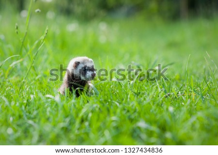 Ferret outdoor portrait in field